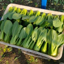 精品上海青，油菜，品质保证，诚信经营，服务周到，产地直发