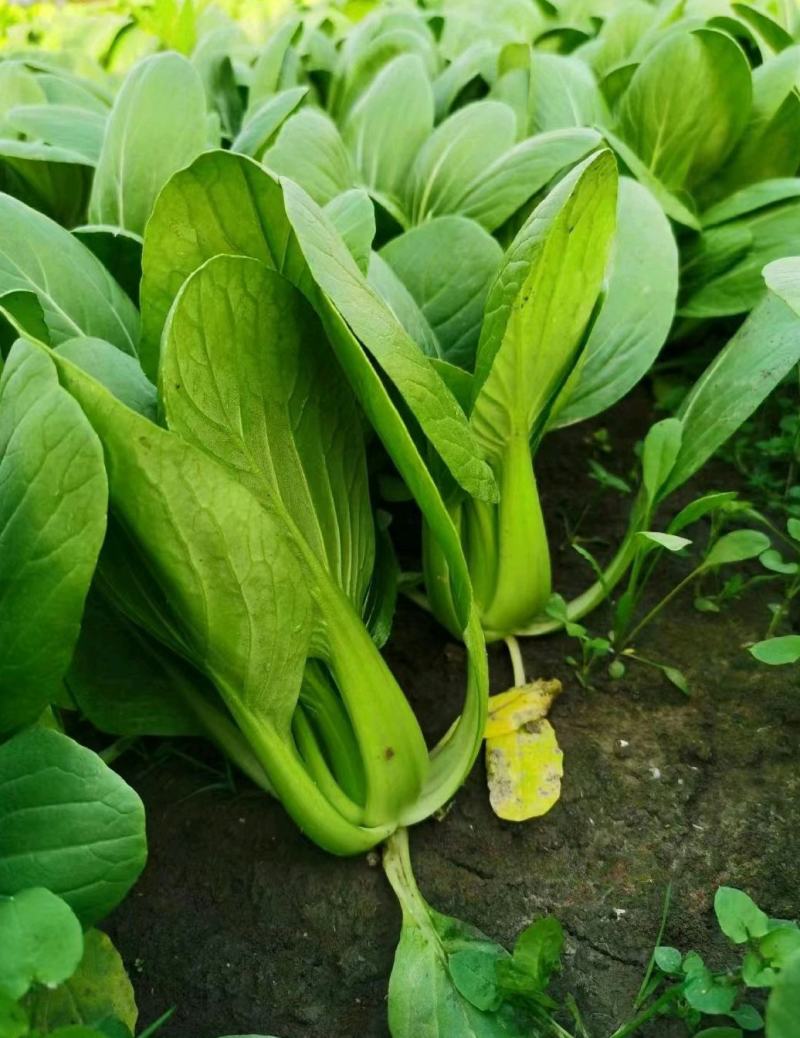精品上海青，油菜，品质保证，诚信经营，服务周到，产地直发
