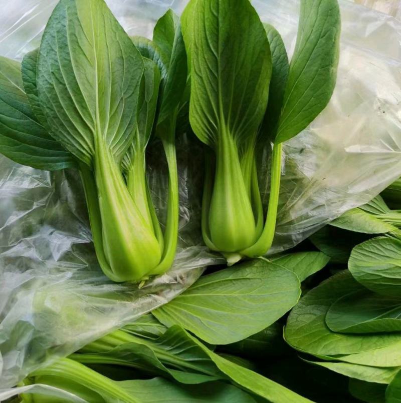 精品上海青，油菜，品质保证，诚信经营，服务周到，产地直发