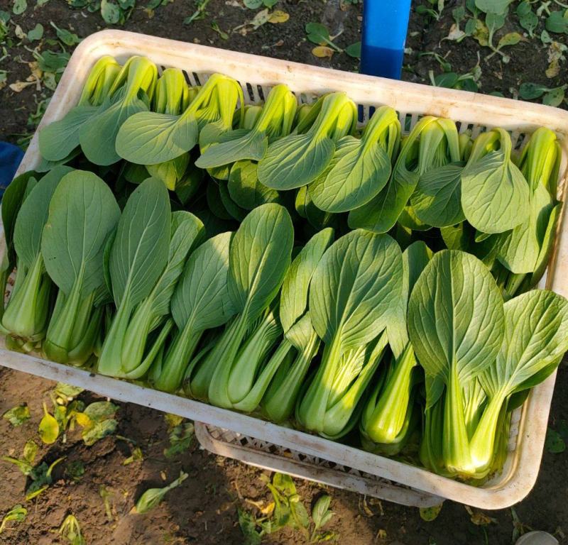 精品上海青，油菜，品质保证，诚信经营，服务周到，产地直发