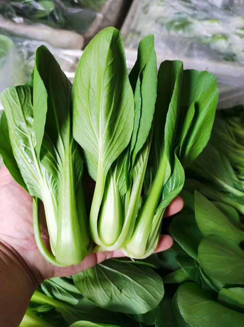 精品上海青，油菜，品质保证，诚信经营，服务周到，产地直发