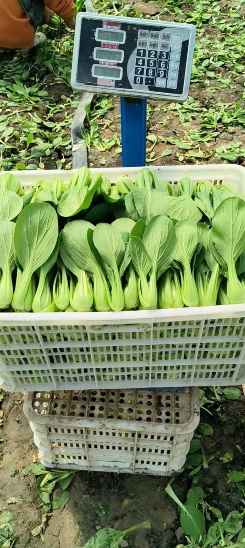 精品上海青，油菜，品质保证，诚信经营，服务周到，产地直发