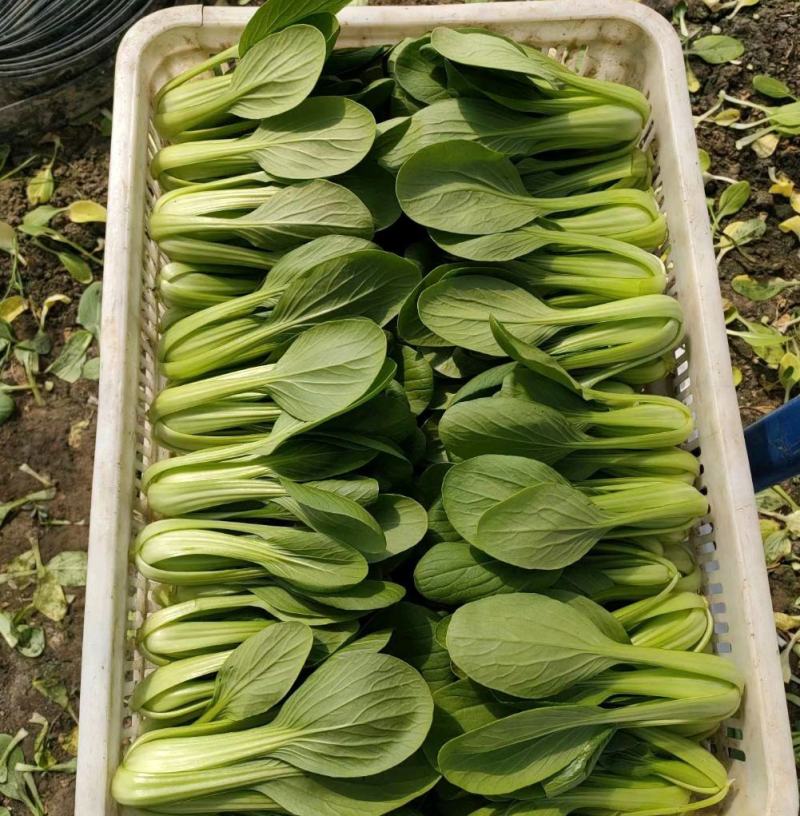 精品上海青，油菜，品质保证，诚信经营，服务周到，产地直发