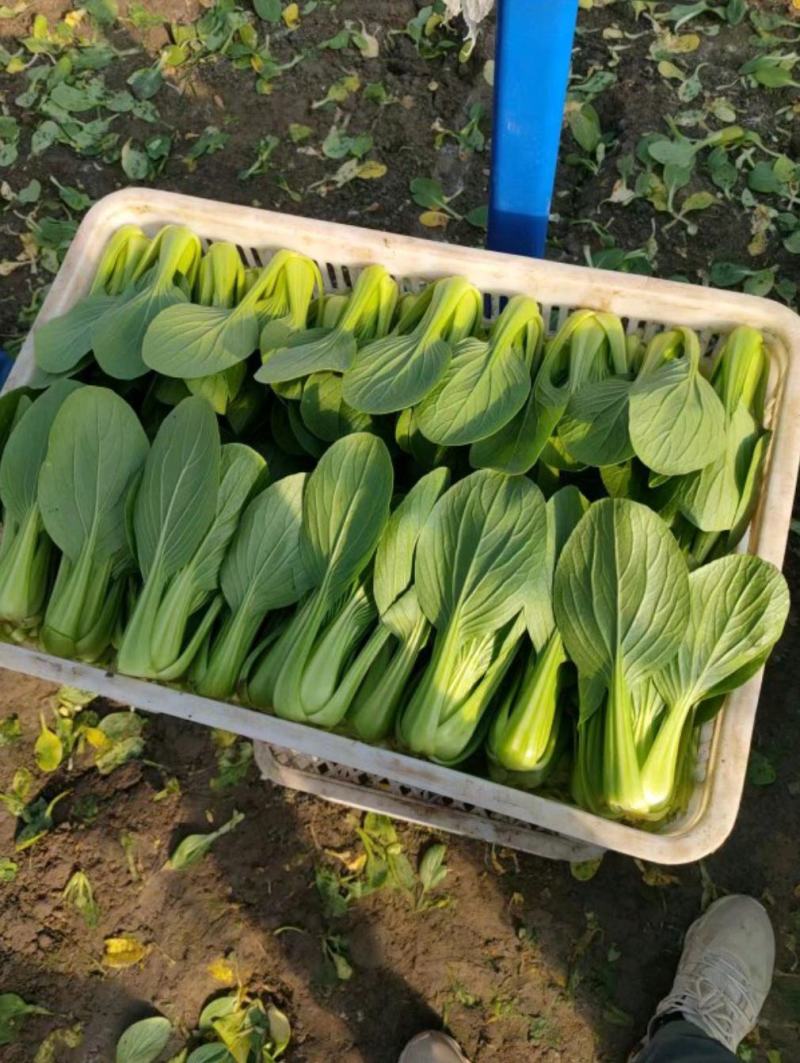 精品上海青，油菜，品质保证，诚信经营，服务周到，产地直发