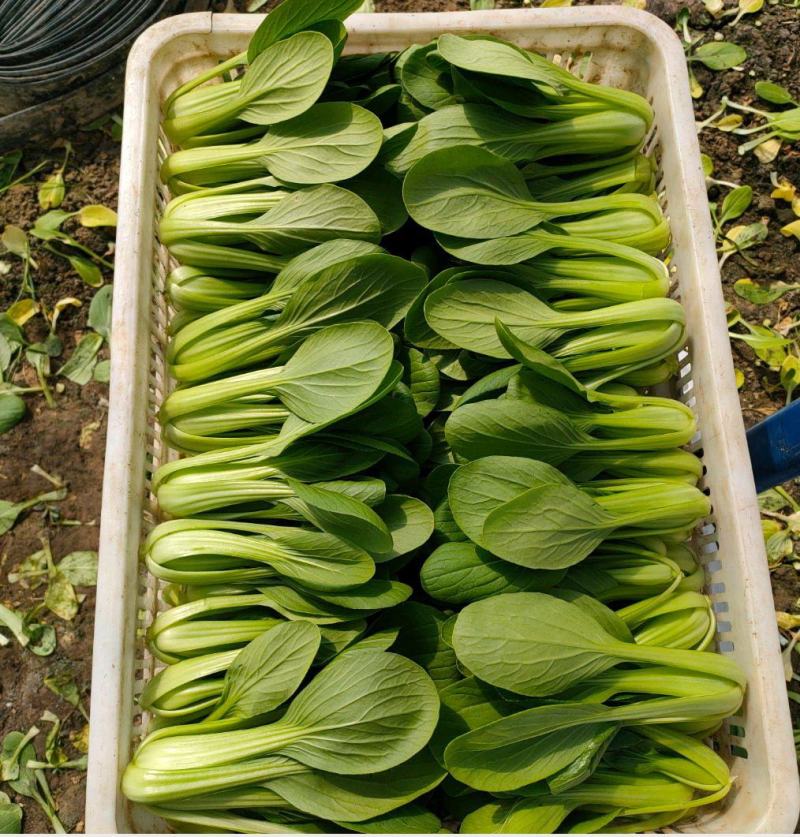 精品上海青，油菜，品质保证，诚信经营，服务周到，产地直发