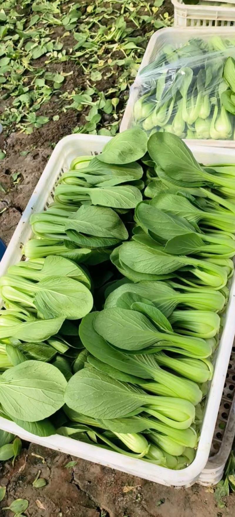 精品上海青，油菜，品质保证，诚信经营，服务周到，产地直发