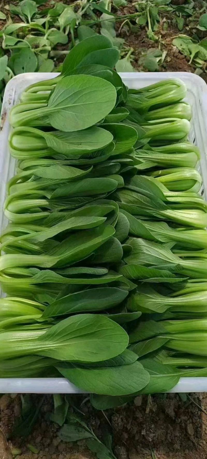精品上海青，油菜，品质保证，诚信经营，服务周到，产地直发