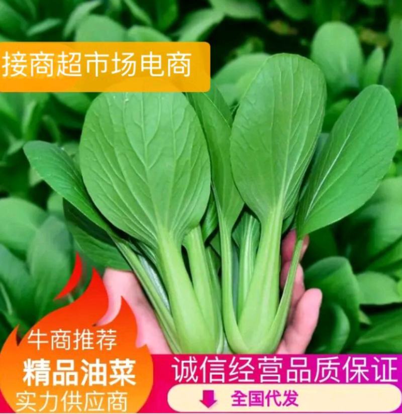 精品上海青，油菜，品质保证，诚信经营，服务周到，产地直发