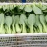 精品上海青，油菜，品质保证，诚信经营，服务周到，产地直发