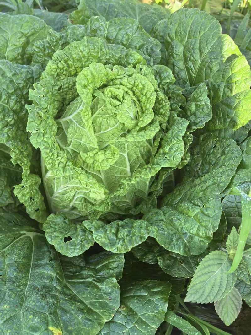 精品！黄心白菜。