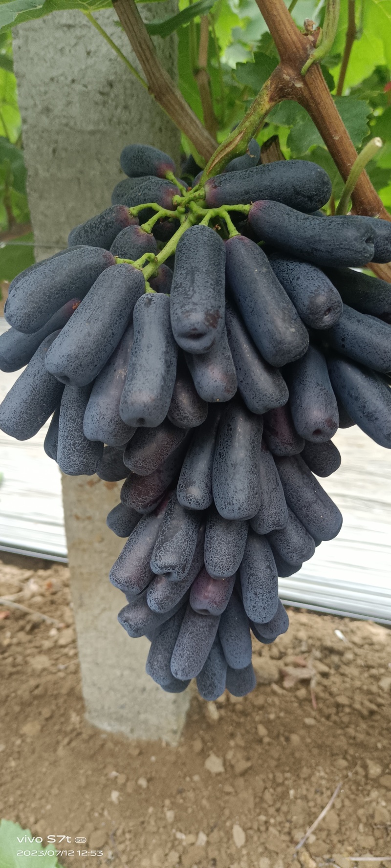 蓝宝石葡萄