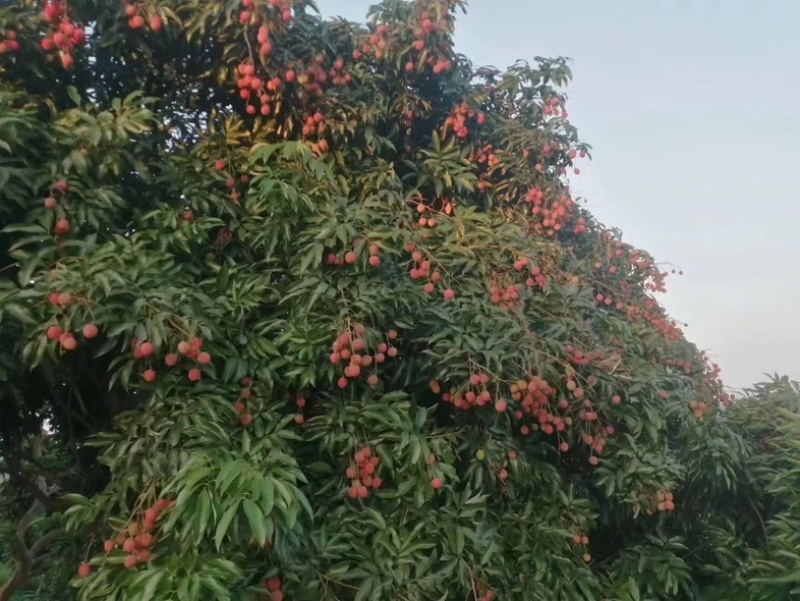 正宗合江荔枝“妃子笑黛绿.先进奉”支持一件代发。大量有货