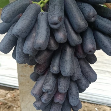 蓝宝石葡萄
