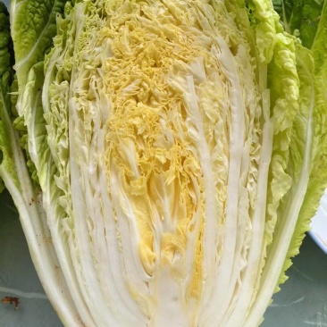 精品！黄心白菜。