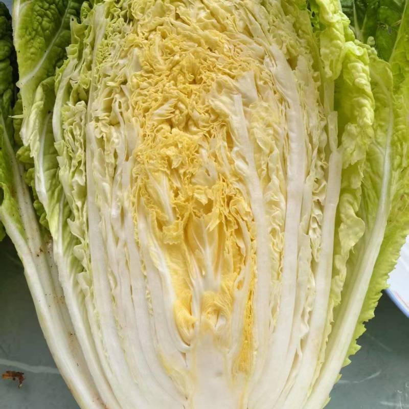 精品！黄心白菜。