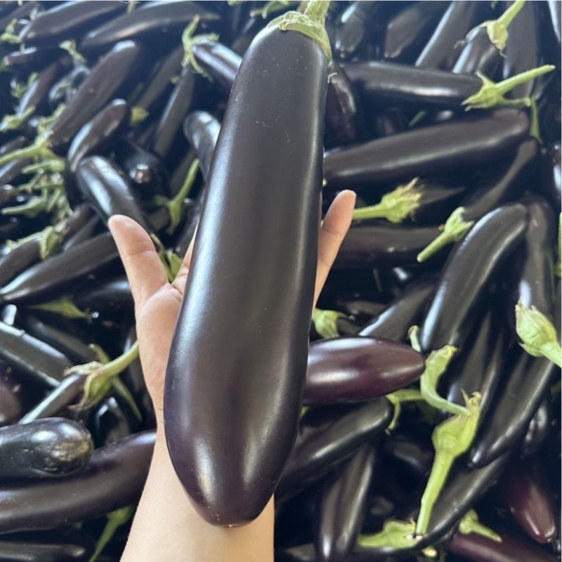长茄内蒙长茄黑紫长茄产地直发提供一条龙服务欢迎咨询