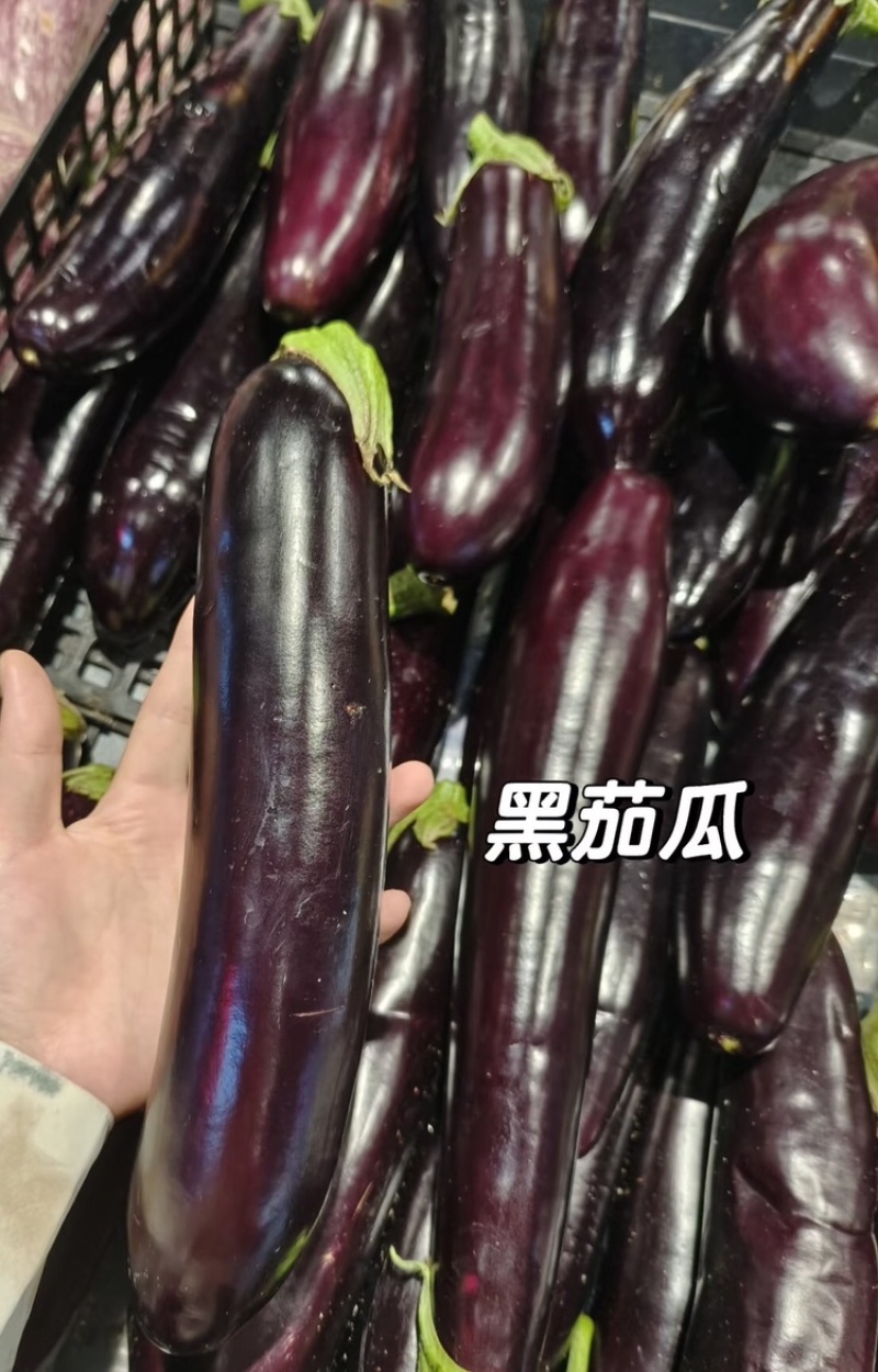 长茄内蒙长茄黑紫长茄产地直发提供一条龙服务欢迎咨询