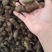 广西百色市乐业县野生三叶青三叶青种子批发零售500g