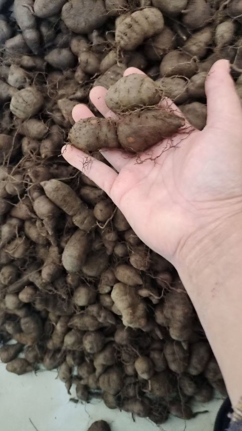 广西百色市乐业县野生三叶青三叶青种子批发零售500g