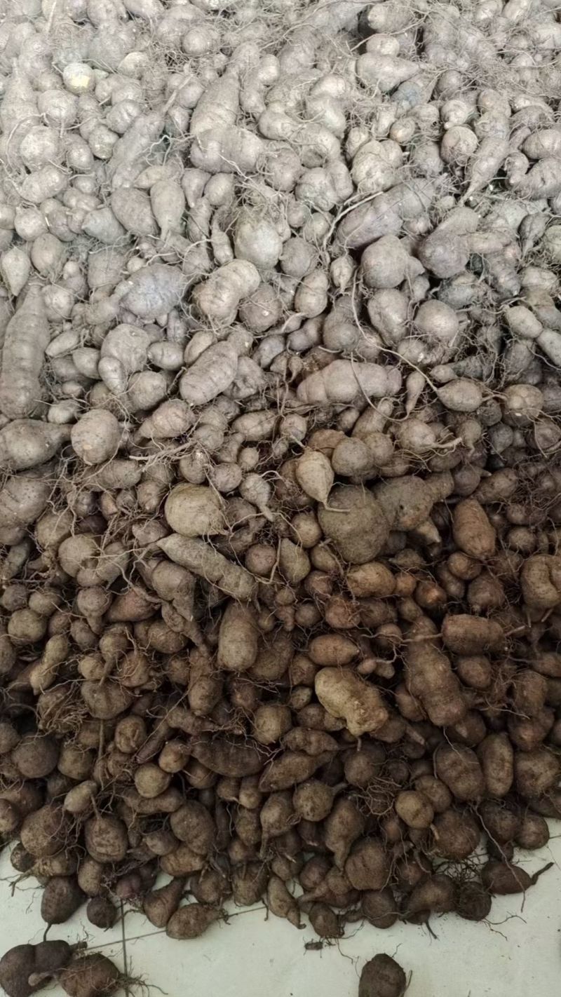 广西百色市乐业县野生三叶青三叶青种子批发零售500g