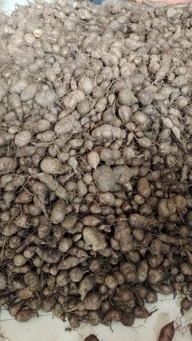 广西百色市乐业县野生三叶青三叶青种子批发零售500g