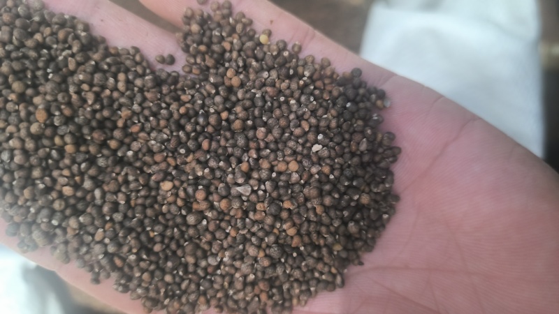苏子紫苏子无硫质量保证批发零售各种中药材农副产品…