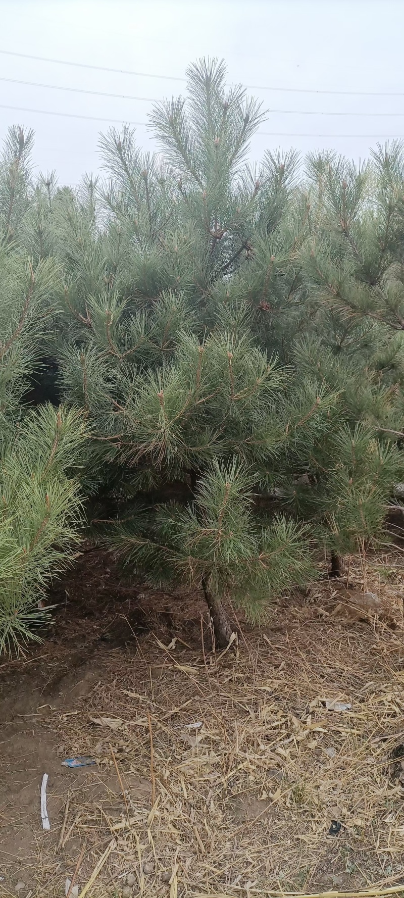 河北丰宁油松清地给钱就出有证装车打包经验丰富