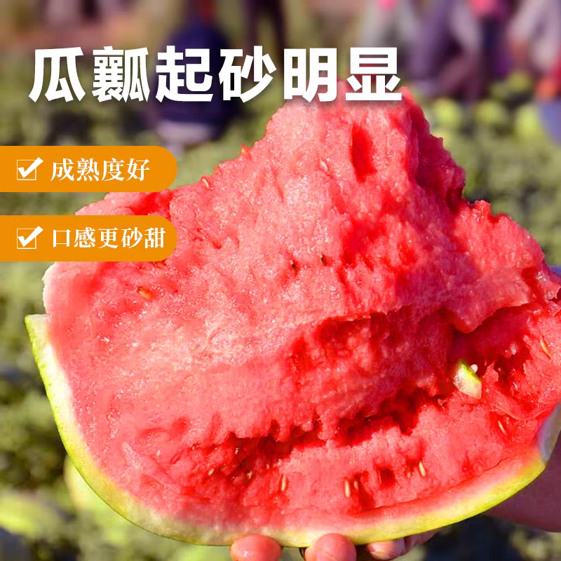 《宁夏金城五号》石头瓜/硒砂瓜/产地货源/全国整车批发