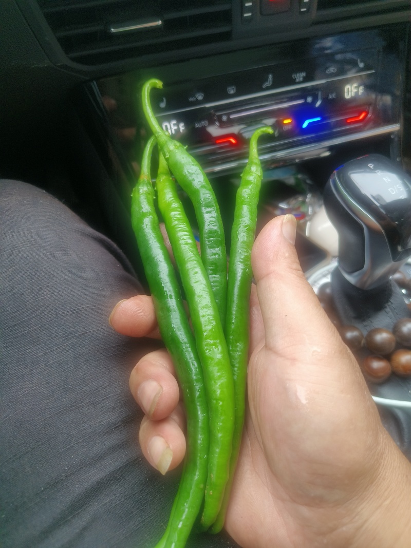 3号线椒
