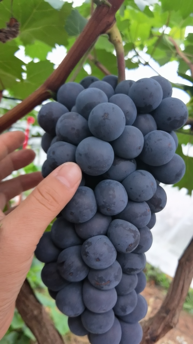 夏黑葡萄味道好糖度19灰色漂亮