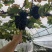 夏黑葡萄味道好糖度19灰色漂亮