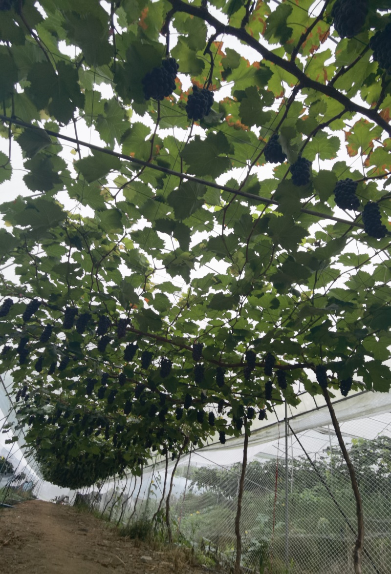 夏黑葡萄味道好糖度19灰色漂亮