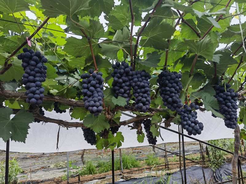 夏黑葡萄味道好糖度19灰色漂亮