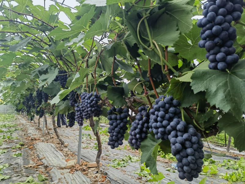 夏黑葡萄味道好糖度19灰色漂亮