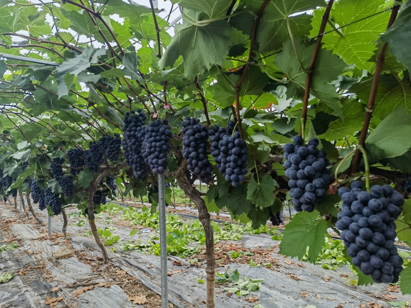 夏黑葡萄味道好糖度19灰色漂亮
