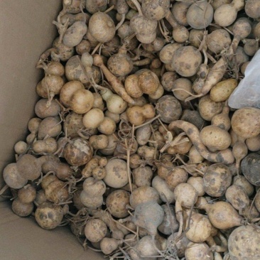 多个器型花皮2000个打包出需要的联系我