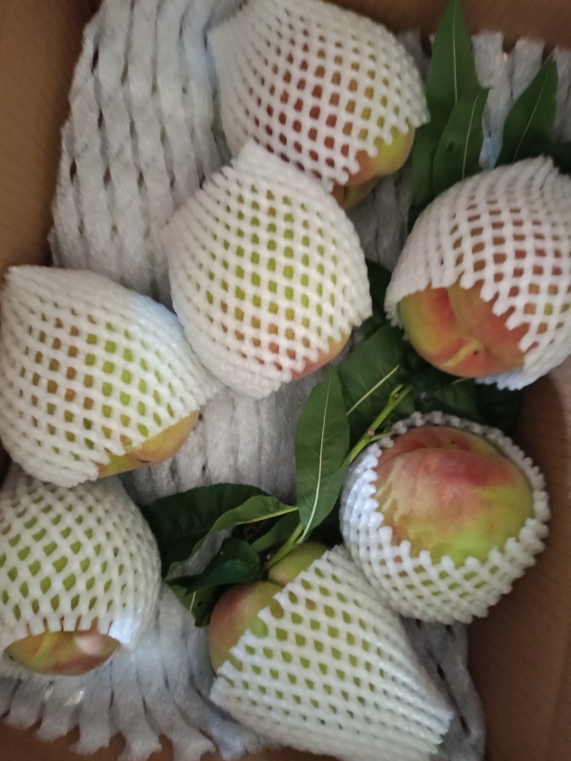云南蒙自水蜜桃(鹰嘴蜜桃)支持一件代发，有需要的可以联系