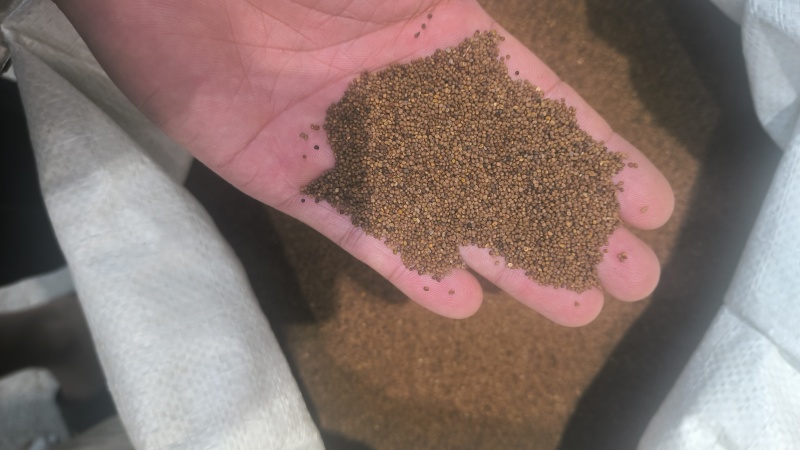 菟丝子内蒙水洗货干净无硫质量保证批发零售各种中药材…