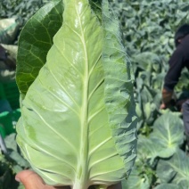 精品牛心甘蓝大量出货中