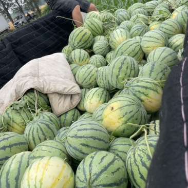 自种自销有籽红颜麒麟，丽园西瓜