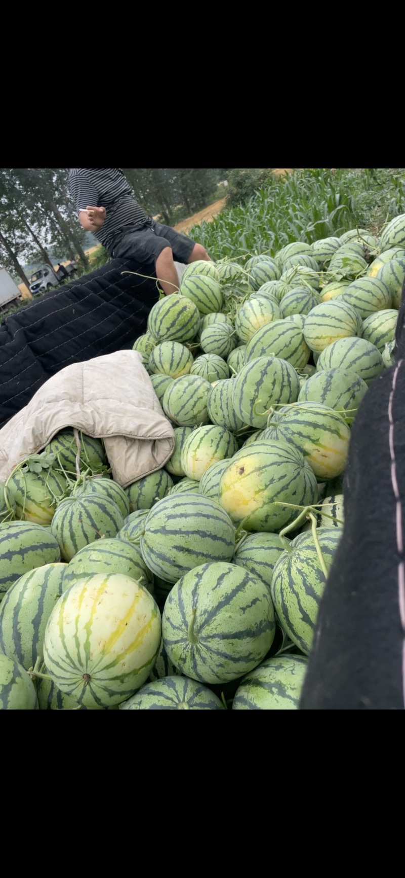 自种自销有籽红颜麒麟，丽园西瓜