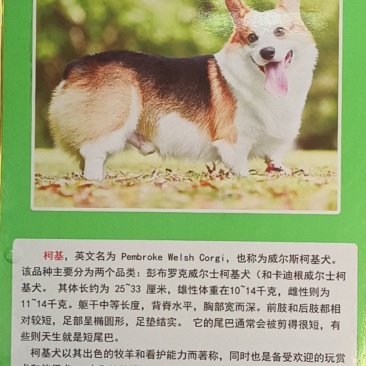 诚信商家柯基犬合作养殖平台推荐养殖创业多种品种犬