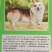 诚信商家柯基犬合作养殖平台推荐养殖创业多种品种犬
