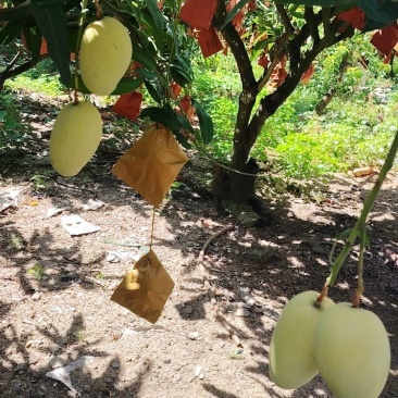 海南昌江红玉芒果大量上市啦