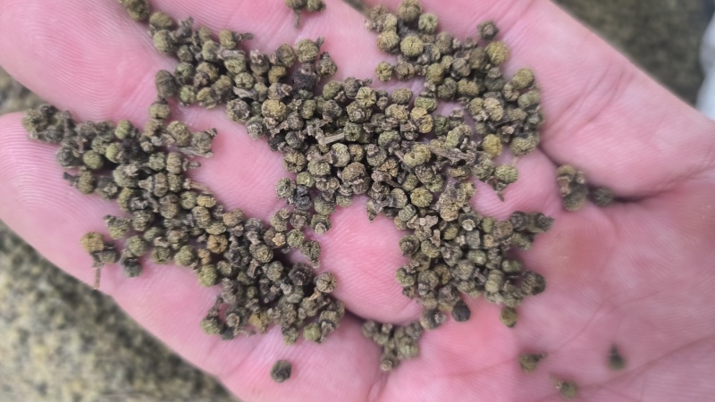 吴茱萸正品无硫质量保证大中小花规格齐全假一罚十…