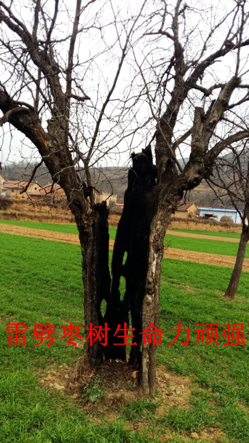 雷击枣木原木百年老枣树雷击枣树供应