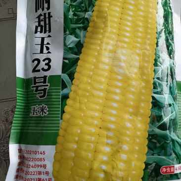 鲜食玉米