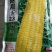 鲜食玉米