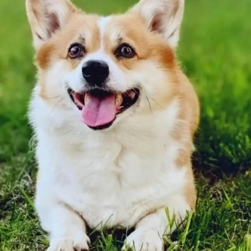 柯基犬合作养殖户加盟包回收签订合同多多种品种犬
