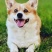 柯基犬合作养殖户加盟包回收签订合同多多种品种犬